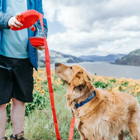 All-in-One Dog Leash